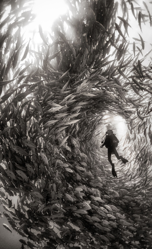 Photo and caption by Anuar Patjane Surrounded by a swarm of jack fish in Cabo Pulmo National Park, Mexico. Cabo Pulmo is the best example of a recovered reef in Mexican seas. A few years ago the fisherman of Cabo Pulmo fished all the reef to the point that fishing stopped being a way to sustain their households and life in the reef was obliterated. So they decided to totally stop fishing and few years latter the reef recovered to an astonishing level, and it is today the best example of what the Sea of Cortes used to be like
