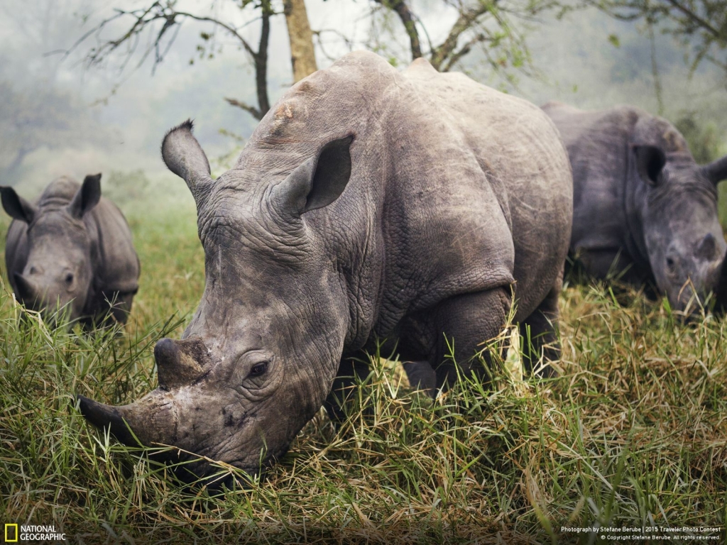 Photo and caption by Stefane Berube The night before this photo, we tried all day to get a good photo of the endangered white rhino. Skulking through the grass carefully, trying to stay 30 feet away to be safe, didn't provide me the photo I was hoping for. In the morning, however, I woke up to all three rhinos grazing in front of me. Ziwa Rhino Sanctuary, Uganda.