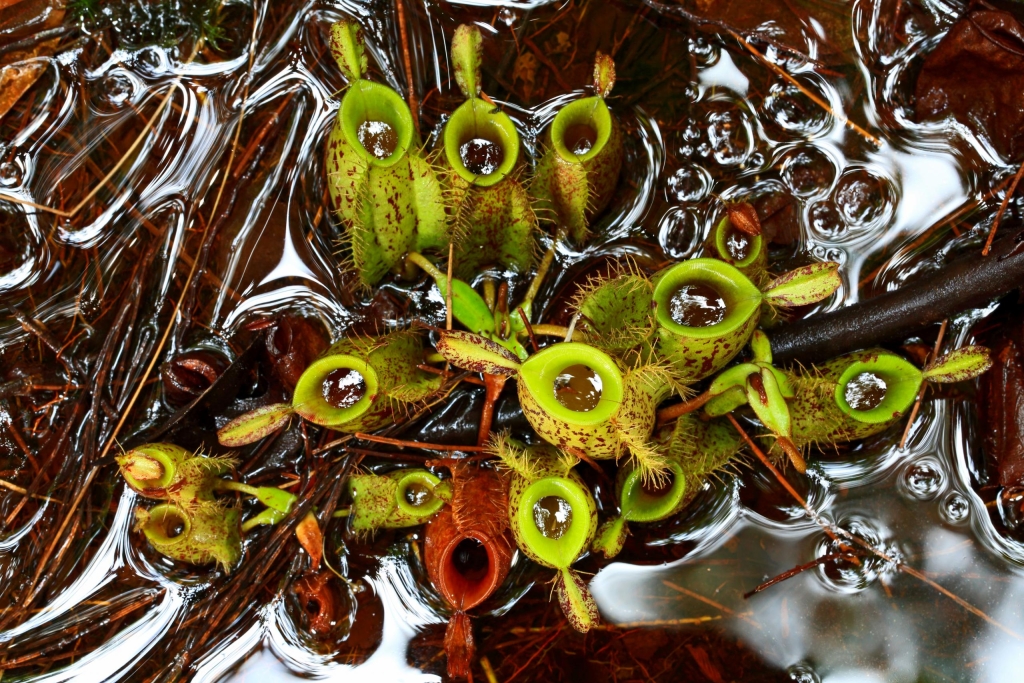 Photo by Christian Ziegler The flask-shaped pitcher plant (Nepenthes ampullaria) is unusual in that the enzymes in its digestive liquid are best suited to breaking down plant matter. The pitchers collect and digest falling leaf litter. Carnivorous plants have evolved in a number of different parts of the world, generally in response to low-nutrient environments. While other plants are struggling to find nutrients such as phosphorus and nitrogen, carnivorous plants gather food in ingenious ways. Until recently, scientists thought all carnivorous plants operated in a similar way, catching insects and digesting them. But we are now discovering plant-animal interaction to be more complex, and to involve all manner of sophisticated symbiotic relationships.