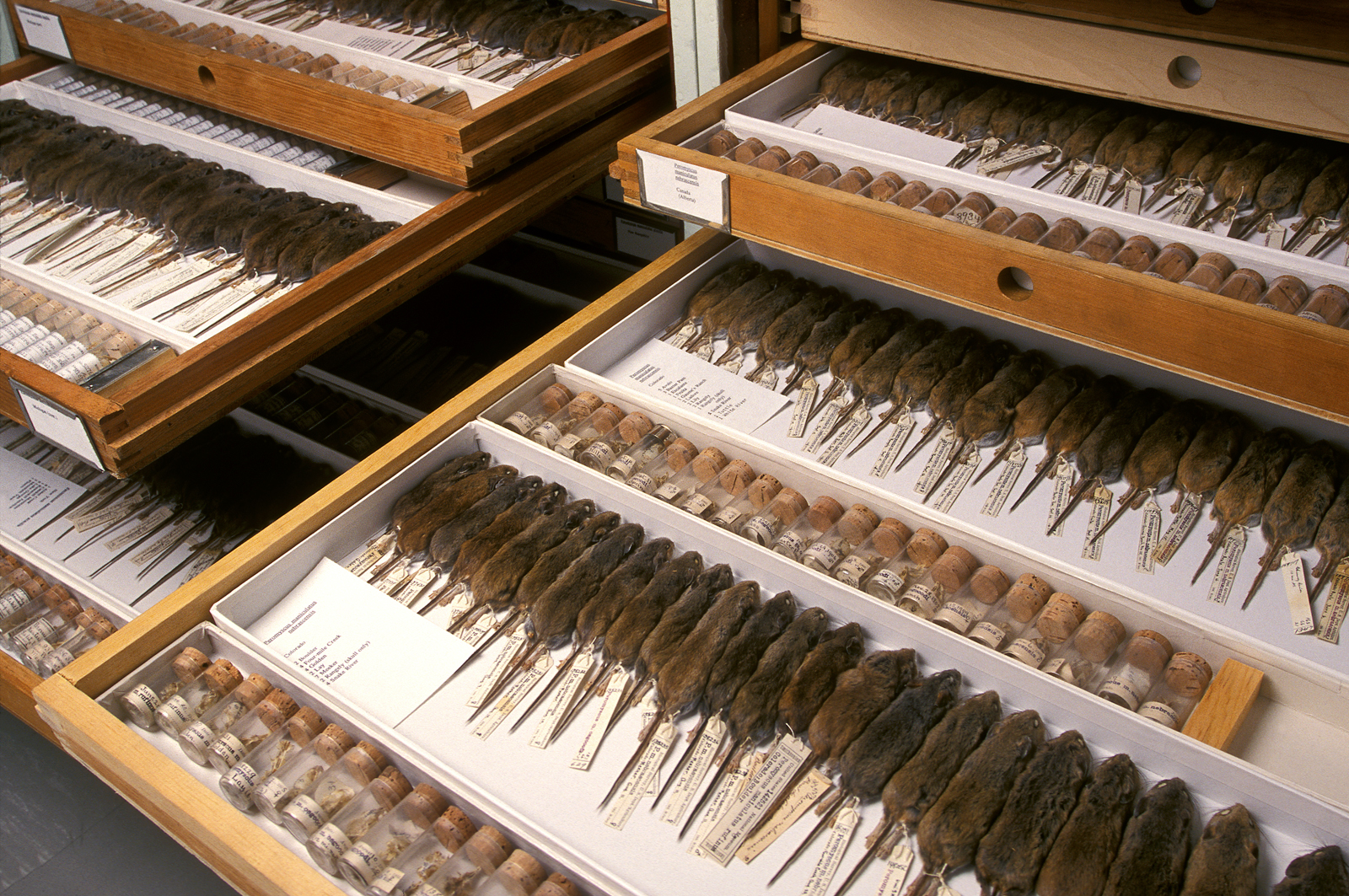 Mice from the Department of Vertebrate Zoology's mammals collections are displayed at the Smithsonian Institution's National Museum of Natural History.